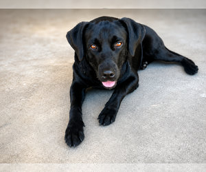 Labrador Retriever Dogs for adoption in Clovis, CA, USA