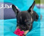 Small French Bulldog