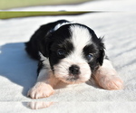 Small #2 Auss-Tzu