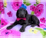 Small Photo #3 Labradoodle Puppy For Sale in LANCASTER, PA, USA