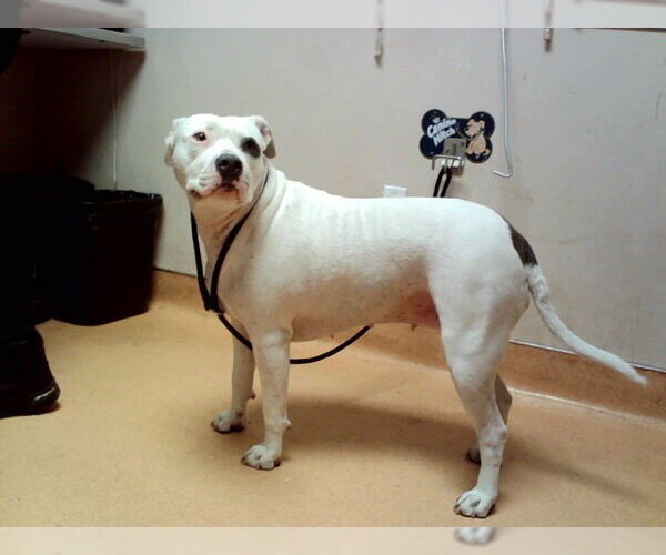 Medium Photo #1 Mutt Puppy For Sale in Martinez, CA, USA