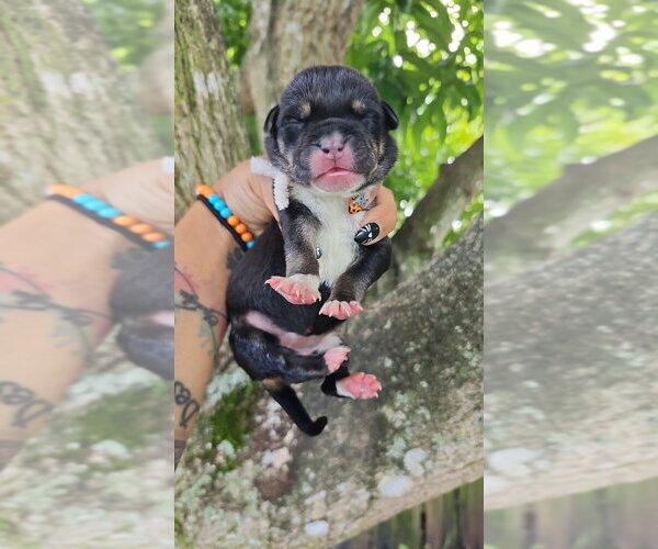 Medium Photo #1 Mutt Puppy For Sale in Oakland Park , FL, USA