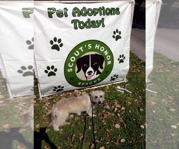 Medium Photo #11 Mutt Puppy For Sale in Houston, TX, USA