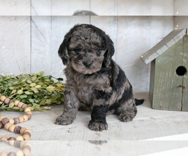 Medium Photo #2 Miniature Labradoodle Puppy For Sale in SUGARCREEK, OH, USA