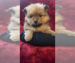 Puppy Cinnamon Pomeranian
