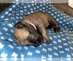 Small Photo #215 Belgian Malinois Puppy For Sale in REESEVILLE, WI, USA