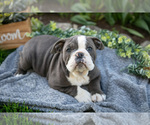 Puppy Mabel English Bulldog-Olde English Bulldogge Mix