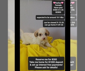 Havapoo Puppy for sale in TUCSON, AZ, USA