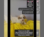 Image preview for Ad Listing. Nickname: Dallas