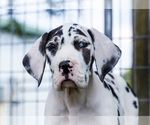 Small Photo #195 Great Dane Puppy For Sale in WAKARUSA, IN, USA