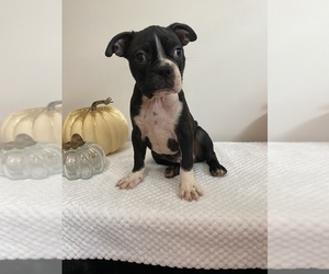 Boston Terrier Puppy for sale in BEECH GROVE, IN, USA