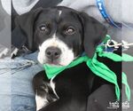 Small #3 Labrador Retriever Mix