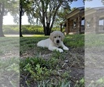 Puppy Rowan Golden Retriever