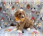 Small #6 Cavapoo (Miniature)