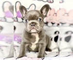 Small Photo #4 French Bulldog Puppy For Sale in OJAI, CA, USA