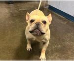 Small French Bulldog Mix