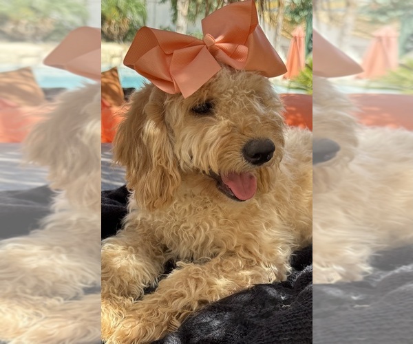 Medium Photo #55 Goldendoodle mix (+ Poodle Miniature) Puppy For Sale in MENIFEE, CA, USA