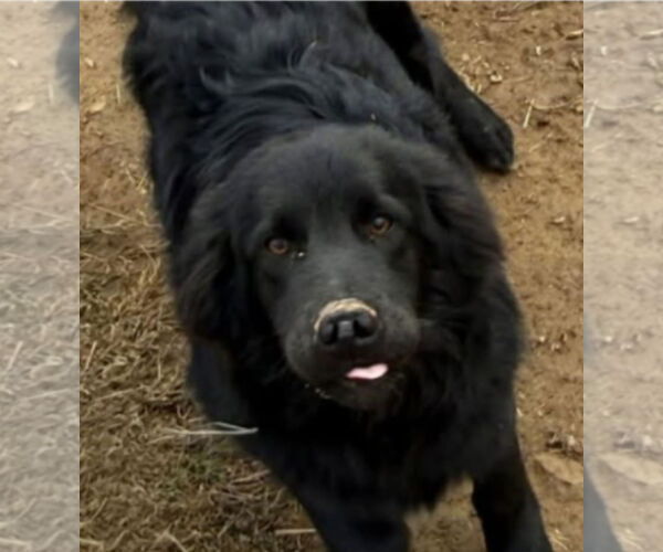 Medium Photo #1 Border Collie-Unknown Mix Puppy For Sale in Croydon, NH, USA