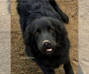 Border Collie-Unknown Mix Dogs for adoption in Croydon, NH, USA