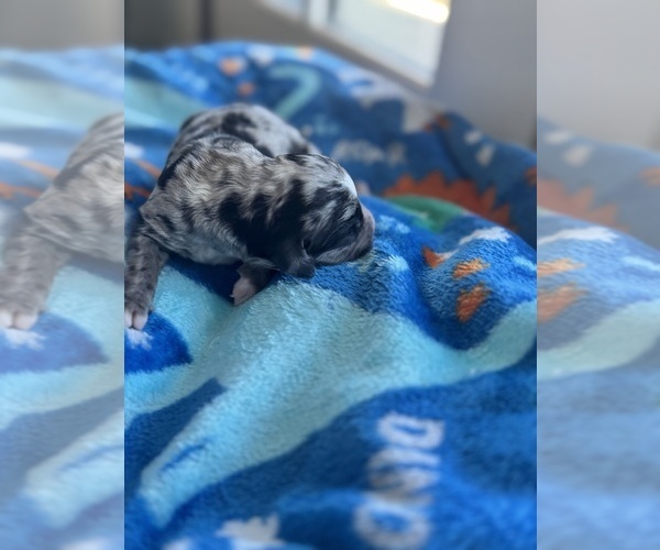 Medium Photo #25 Aussiedoodle-Bernedoodle Mix Puppy For Sale in BELTON, SC, USA