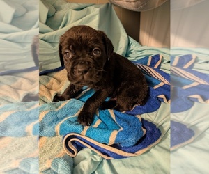 Cane Corso Puppy for sale in ELKO, NV, USA