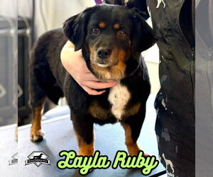 Layla Ruby - Female Dachshund-Unknown Mix Dog for Adoption - Photo #27