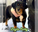 Small Photo #27 Dachshund-Unknown Mix Puppy For Sale in San Antonio, TX, USA