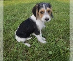 Puppy 1 Beagle-Poodle (Toy) Mix