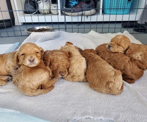 Goldendoodle (Miniature) Puppy for sale in OLATHE, CO, USA