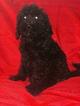 Small Photo #7 Goldendoodle-Poodle (Standard) Mix Puppy For Sale in DETROIT, MI, USA