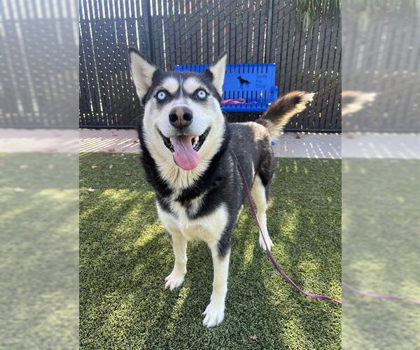 Medium Photo #1 Siberian Husky-Unknown Mix Puppy For Sale in Elk Grove, CA, USA