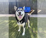 Small Siberian Husky Mix