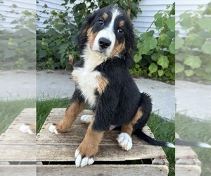 Bernese Mountain Dog Puppy for sale in MIDDLEBURY, IN, USA