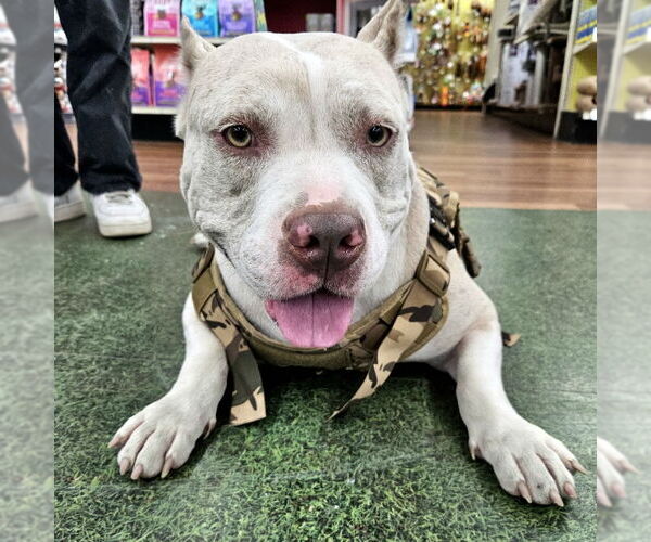 Medium Photo #2 American Staffordshire Terrier-Unknown Mix Puppy For Sale in Tampa, FL, USA