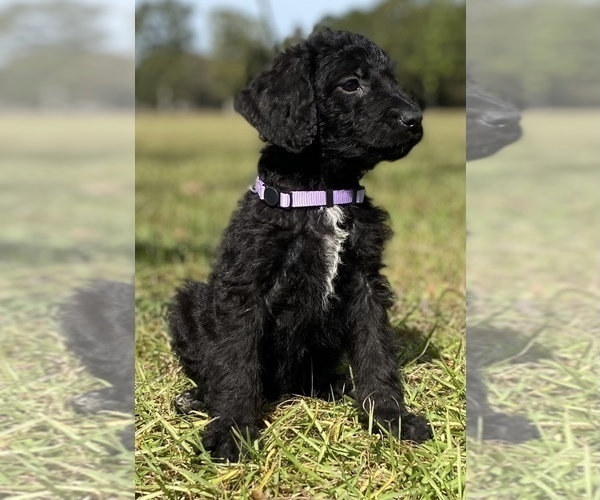 Medium Photo #2 Shepadoodle Puppy For Sale in POPLARVILLE, MS, USA