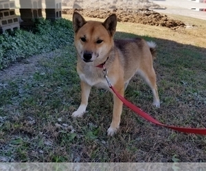 Mother of the Shiba Inu puppies born on 11/03/2019