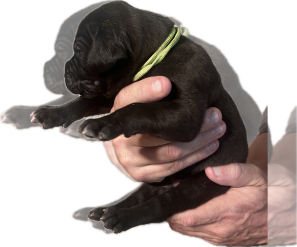 Medium Photo #14 Great Dane Puppy For Sale in WILLIS, TX, USA