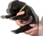 Small #1 Great Dane