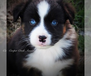 Miniature Australian Shepherd Puppy for sale in SMITHVILLE, AR, USA