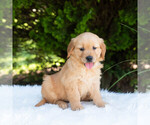 Small #4 Golden Retriever