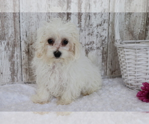 Maltese-Poodle (Toy) Mix Puppy for sale in SHILOH, OH, USA