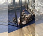 Small #7 French Bulldog