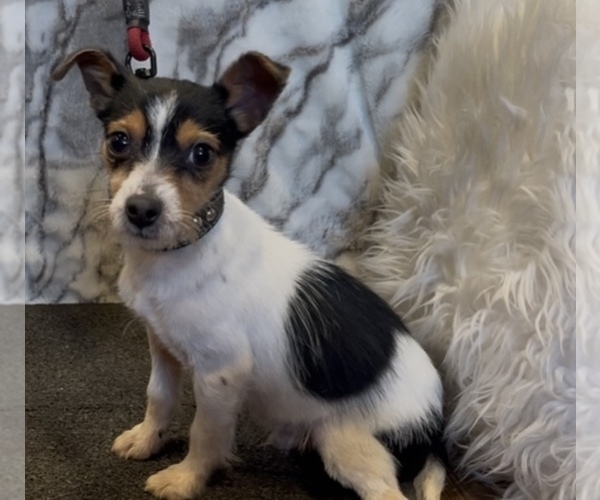 Medium Photo #2 Jack Chi Puppy For Sale in MOUNT CARMEL, PA, USA