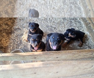 Rottweiler Puppy for sale in LAKELAND, FL, USA