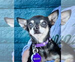 Small Chihuahua