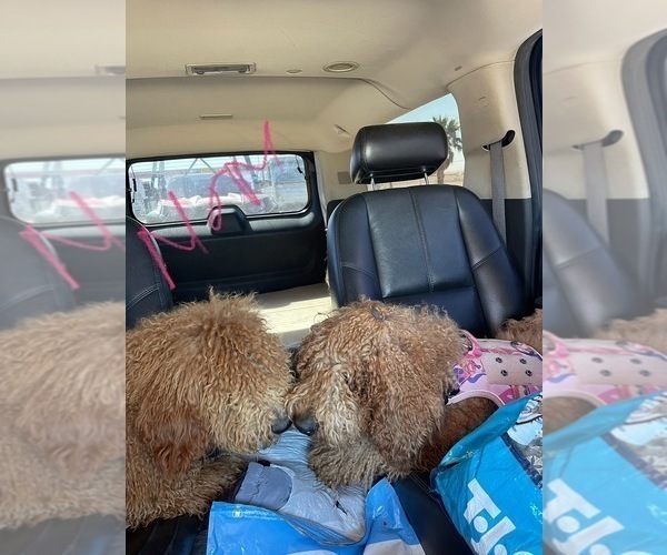 Medium Photo #1 Goldendoodle Puppy For Sale in LOS ANGELES, CA, USA