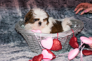 Shih Tzu Puppy for sale in KENT, OH, USA