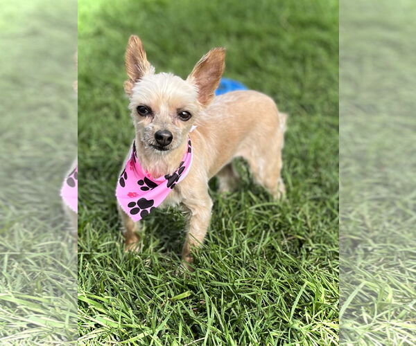 Medium Photo #3 Mutt Puppy For Sale in Estherville, IA, USA