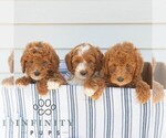 Small #1 Goldendoodle (Miniature)