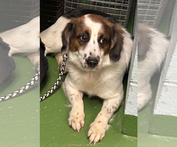 Medium Photo #3 Beagle-Unknown Mix Puppy For Sale in Rustburg, VA, USA